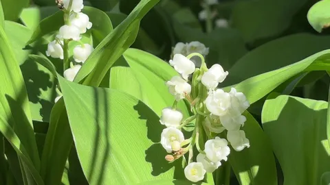 Miniature de la vidéo titrée \"UNE CUEILLETTE PRÉCOCE DU MUGUET"